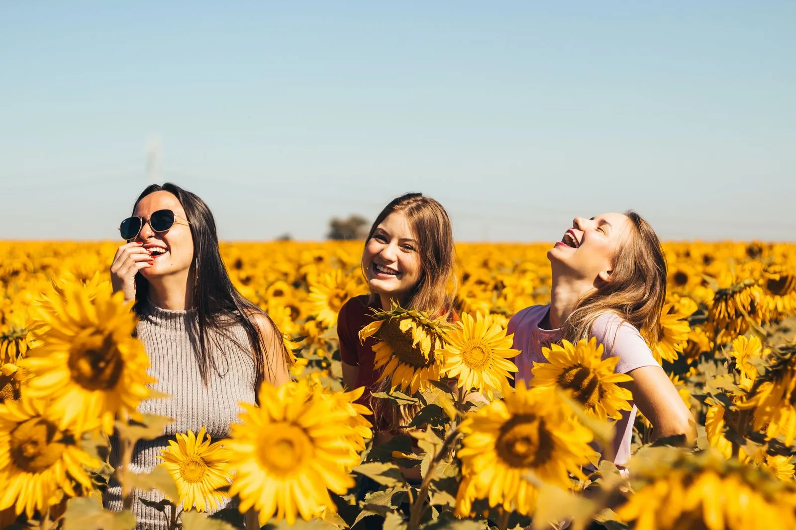 Three women laughing and enjoying themselves in a sunflower field on a sunny day, surrounded by bright yellow sunflowers.